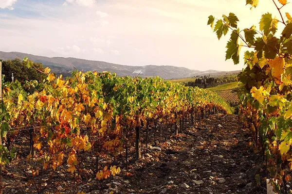 vigneto-chardonnay.webp
